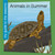 Animals in Summer by Rebecca Felix, 9781668972595