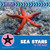 Sea Stars in the Wild by Helen Foster James, 9781668972847