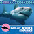 Great White Sharks in the Wild - 9781668974148 by Virginia Loh-Hagan, 9781668974148