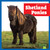 Shetland Ponies by Rachel Grack, N/A, 9798892139519