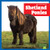 Shetland Ponies - 9798892139526 by Rachel Grack, 9798892139526