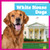 White House Dogs by Lily Austen, 9798896622710