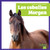 Los caballos Morgan (Morgan Horses) (Spanish Edition) by Rachel Grack, 9798896624332