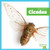 Cicadas - 9798896623922 by Tessa Kenan