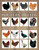 The Concise Encyclopedia of Poultry Breeds (An Illustrated Directory Of Over 100 Chickens, Ducks, Geese And Turkeys, With 275 Photographs) by Fred Hams, 9781844760589
