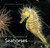 In the Company of Seahorses by Steve Trewhella, Julie Hatcher, 9780995567320