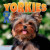 Yorkies by Dan Lopez, 9781978576728