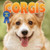 Corgis by Dan Lopez, 9781978576575