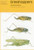 Grasshoppers - 9780855462772 by Valerie K. Brown, Judith G. Smith