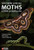 Southern African Moths and their Caterpillars by Hermann Staude, Mike Picker, Charles Griffiths, 9781784273477