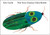 The Very Clumsy Click Beetle - 9798217244454 by Eric Carle, Eric Carle, 9798217244454