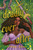 Deadly Ever After by Brittany Johnson, 9780593859537