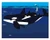 Puget Sound Orca Mother and Baby Art Print 11X14 by Michael Schafbuch, 9781942402749