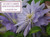 Tin Box of 20 Gift Cards and Envelopes: Clematis (A keepsake tin box of 20 high-quality beautiful floral gift cards and envelopes) by Peony Press, 9780754823070