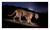 Big Cats - 9781426224171 by Steve Winter, Sharon Guynup