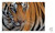 Big Cats - 9781426224171 by Steve Winter, Sharon Guynup