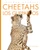 Cheetahs / Los guepardos (Spanish Edition) by Kate Riggs, 9798896801320