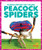 Peacock Spiders by Alicia Z. Klepeis, 9798896625605