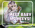 Meet Baby Monkeys! - 9798875288166 by Cari Meister, 9798875288166