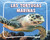 Las tortugas marinas (Sea Turtles) (Spanish Edition) by Lisa J. Amstutz, 9798875297588