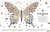 Las formas de la naturaleza (Shapes of Nature) (Un caleidoscopio del mundo natural) (Spanish Edition) by Ben Hoare, 9798217313150