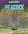 Peacock by Jenna Grodzicki, N/A, 9798895779477