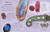 An Anthology of Gems (A Collection of Gemstones from Buried Treasures to Glittering Jewels) by Anthea Lacchia, 9798217310609