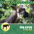 Okapis in the Wild by Meeg Pincus, 9781668980101
