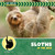 Sloths in the Wild by Meeg Pincus, 9781668980088