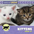 Kittens Grow Up by Cecilia Minden, 9781668980187