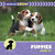 Puppies Grow Up by Cecilia Minden, 9781668980200