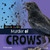 Murder of Crows by Tara Haelle, 9781668980361