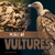 Wake of Vultures by Alex Berry, 9781668981641