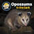 Opossums in the Dark by Joyce Markovics, 9781668981573