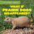 What If Prairie Dogs Disappeared? by Theresa Emminizer, 9781538238202