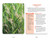 The Native Plant Identification Deck: Northeast US (75 Photo Cards for Easy Plant Identification) by Cheryl Rafuse, 9781507226841