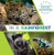 In a Rainforest by Sarah Ridley, 9781482478709
