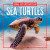 Sea Turtles by Tricia Hoffman, 9781499457896