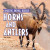 Horns and Antlers by Anne Accardi, 9781978579545