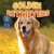 Golden Retrievers by Dan Lopez, 9781978580299