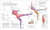 Science of Climbing (Perfect Your Technique, Gain Strength, Climb Better) by Kevin Cowell, 9798217311309