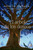 El árbol de los deseos (Spanish Edition) by Katherine Applegate, 9786078614028