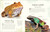 An Anthology of Frogs and Toads (A Collection of Incredible Frogs and Toads from Around the World) by Chris Mattison, 9798217315406