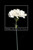 White Lily by John Emil Vincent, 9780228023777