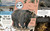 Wildlife Cities (Discover Your Surprising Animal Neighbors) by Dan Rouse, 9798217315420