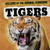 Tigers by Kathleen A. Klatte, 9781725306233