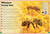 The Magnificent Book of Insects and Spiders by Barbara Taylor, Val Walerczuk, 9798886744965
