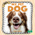 My Pet Dog by Sheila Yazdani, 9781039891074