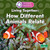 Living Together: How Different Animals Relate by Sheila Yazdani, 9781039890541