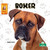 Boxer (Boxer) (Portuguese Edition) by Corinne Fickett, 9781039893672